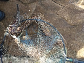 一文字でグレ釣れてます・